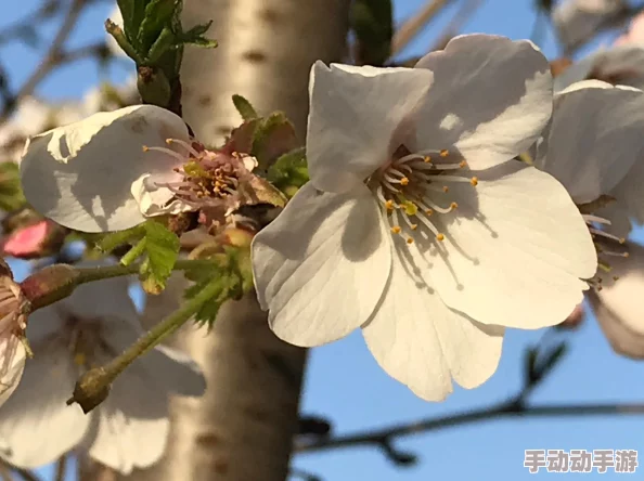 《仙剑奇侠传5》前尘若梦：深度文攻略详解，逐关击破难点与剧情剖析