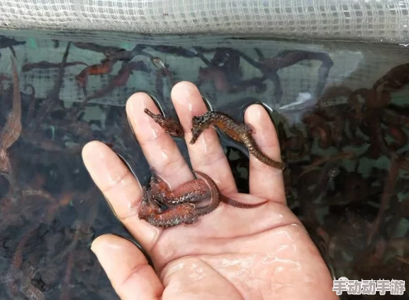 美螺螈螈单挑海马,胜算几何? 美螺螈螈单挑海马,胜算几何?