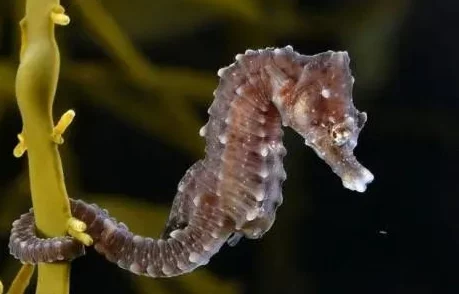 美螺螈螈单挑海马,胜算几何? 美螺螈螈单挑海马,胜算几何?