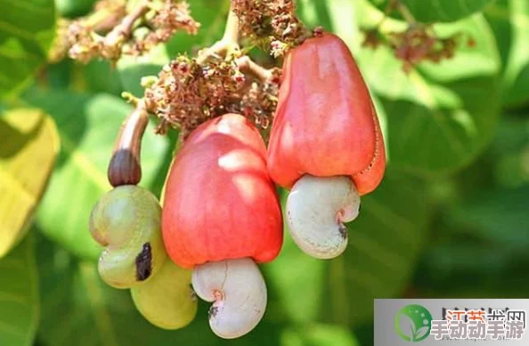 为什么我们买到的腰果一般都是没有壳的_8月20日每日一题答案 为什么我们买到的腰果一般都是没有壳的_8月20日每日一题答案