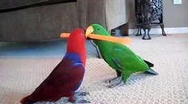 《和平精英》携手小鹦鹉BEBE跨界联动,来海岛和BEBE交个朋友! 《和平精英》携手小鹦鹉BEBE跨界联动,来海岛和BEBE交个朋友!